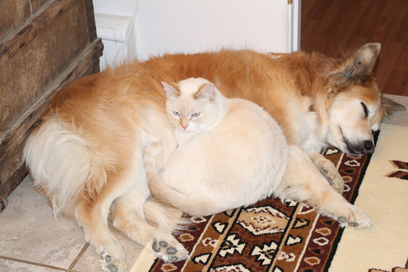 sleeping cat and dog